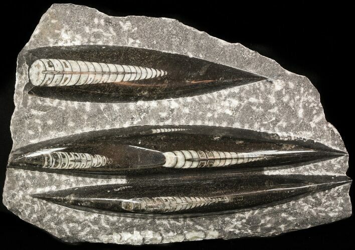 Polished Orthoceras (Cephalopod) Plate - #47987